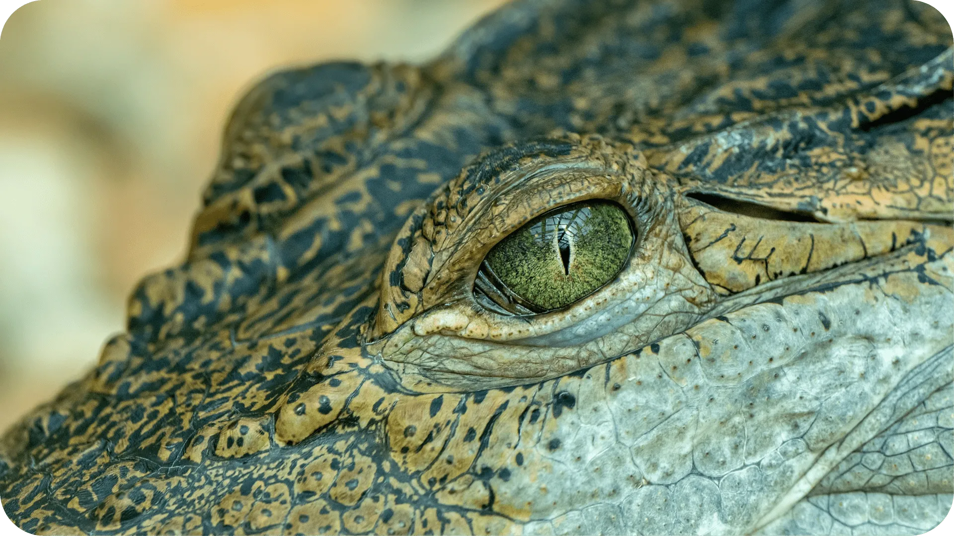 A crocodiles eye.
