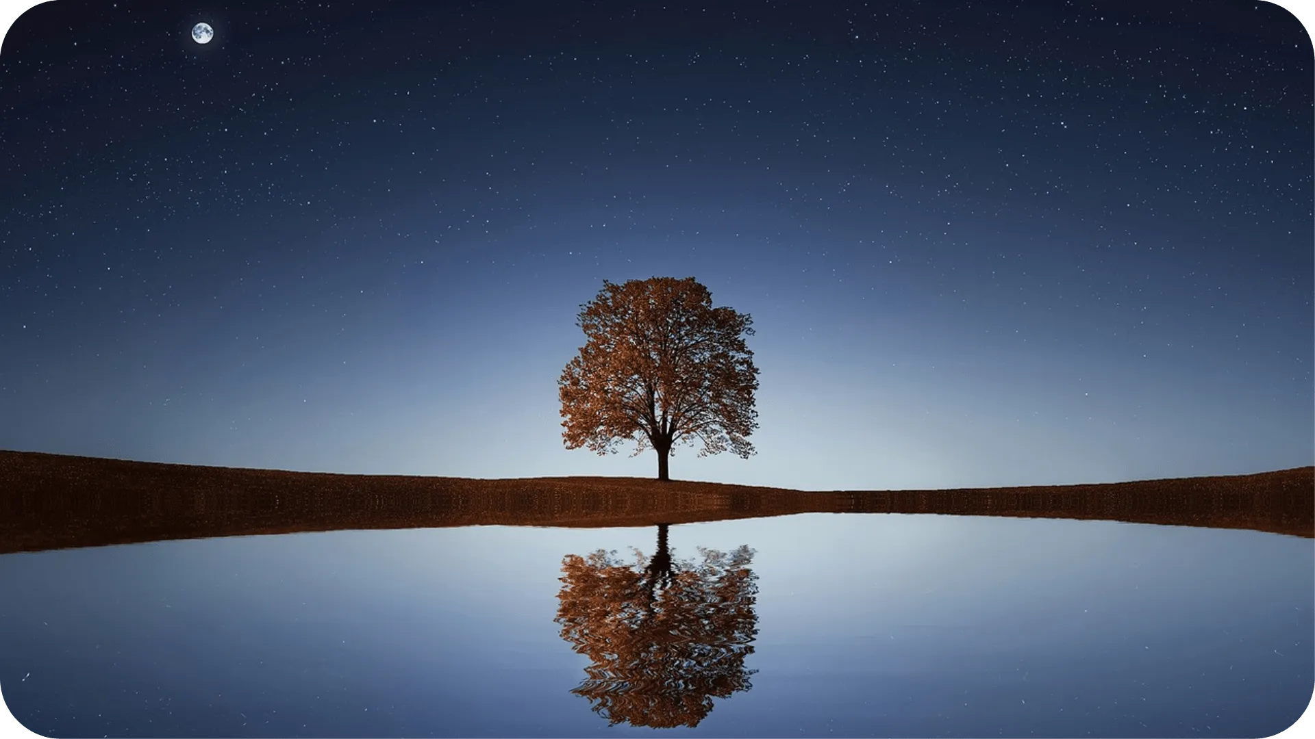 A lone tree next to a lake, with a clear reflection of the tree in the water.