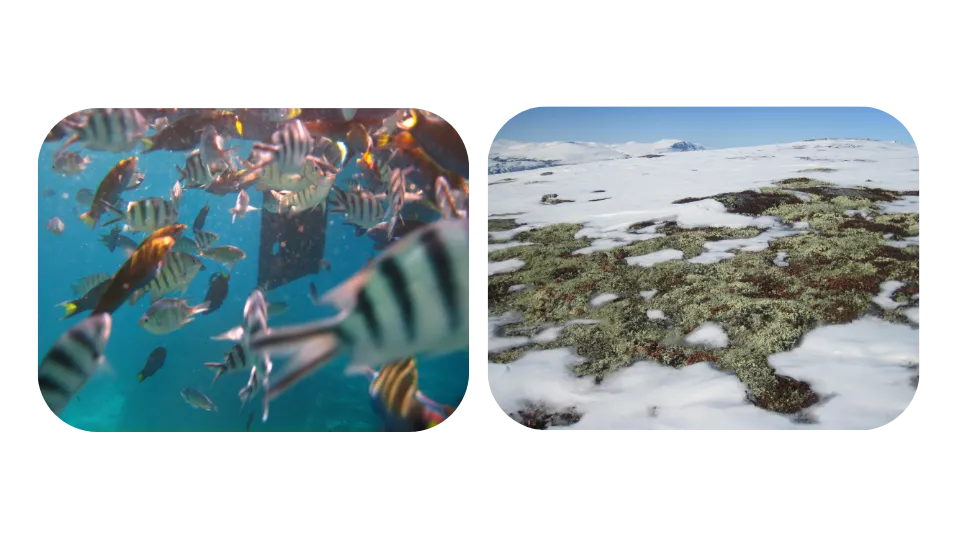 Two Images. Right: Arctic tundra landscape with patches of green and brown vegetation emerging through melting snow, with snow-covered mountains visible in the distance under a clear blue sky. Left: School of colorful tropical fish swimming in clear turquoise water, including striped fish and yellow-finned species in an underwater scene